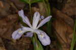 Dwarf crested iris